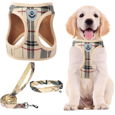 Collar, Leashes and Harness